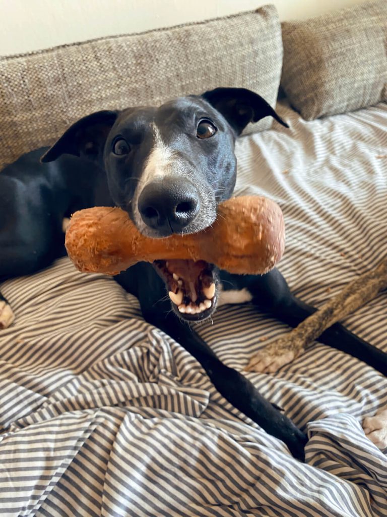 Haffit krmivo recenzia: Noor v akcii